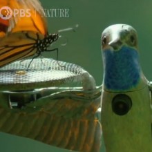 Beautiful disguised drone video opens up new worlds